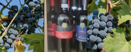 Cantine Fina | Nero d'Avola da 75cl